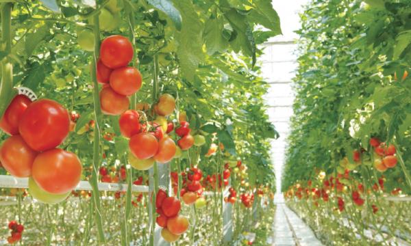 重要课题：发展有机农业