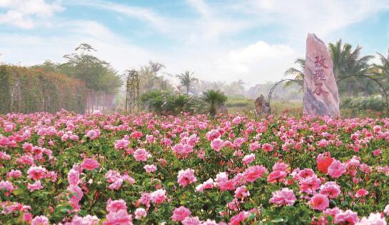 玫瑰产业香溢小镇